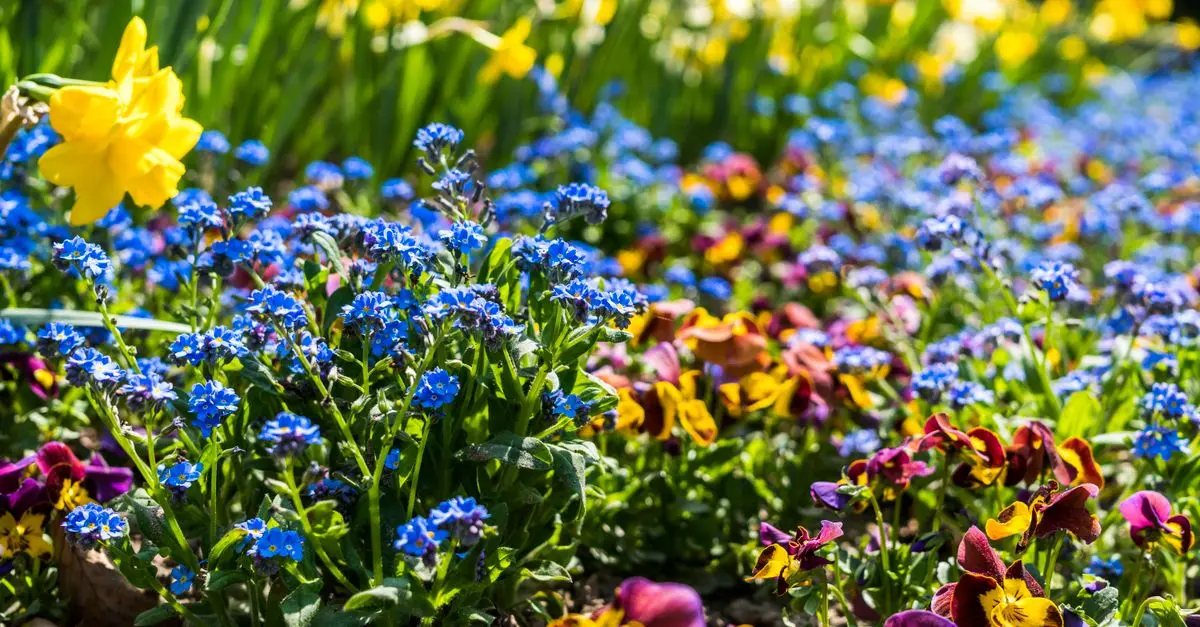 Les secrets pour cultiver un jardin de fleurs éclatantes