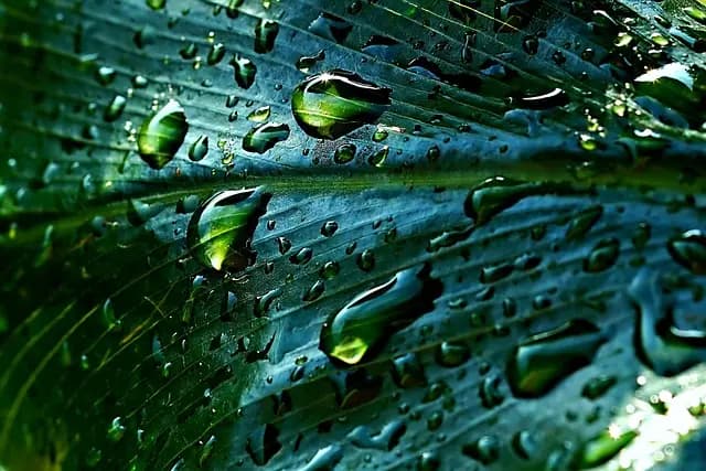 Comment Créer un Jardin Écologique : Guide Pratique Étape par Étape