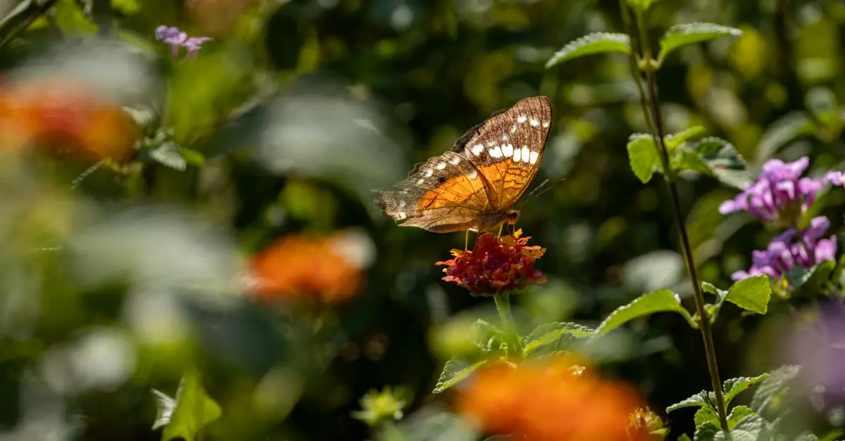 Comment choisir les meilleures plantes pour un jardin biodiverse