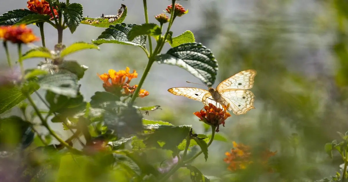 5 Plantes Idéales Pour Attirer Les Papillons Dans Votre Jardin