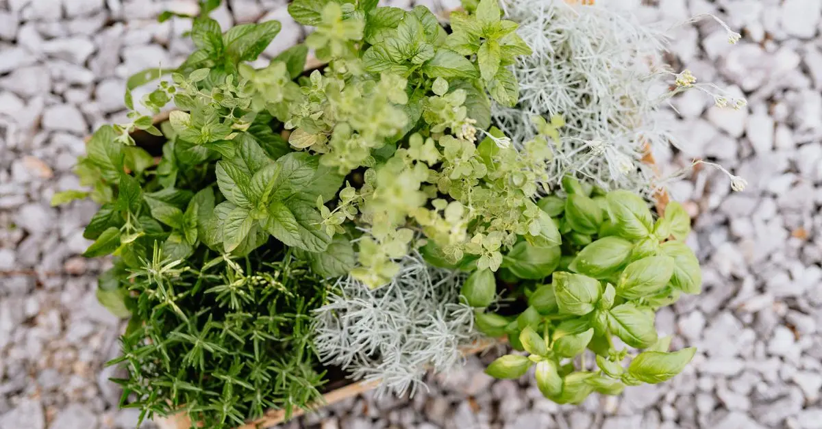 5 Plantes Aromatiques Indispensables Pour Votre Jardin