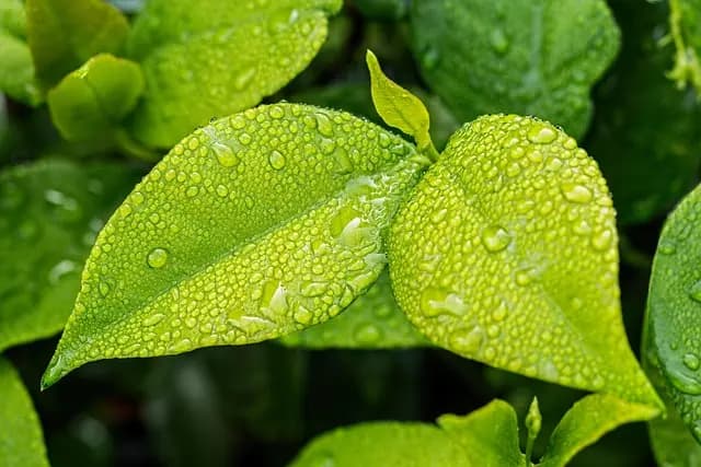 Comment créer un jardin écologique : guide pas à pas