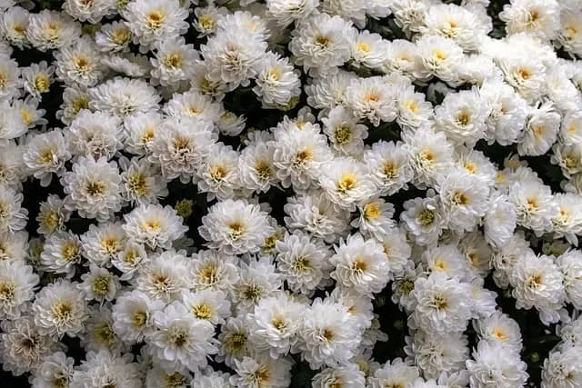 10 Plantes Médicinales à Cultiver Dans Votre Jardin