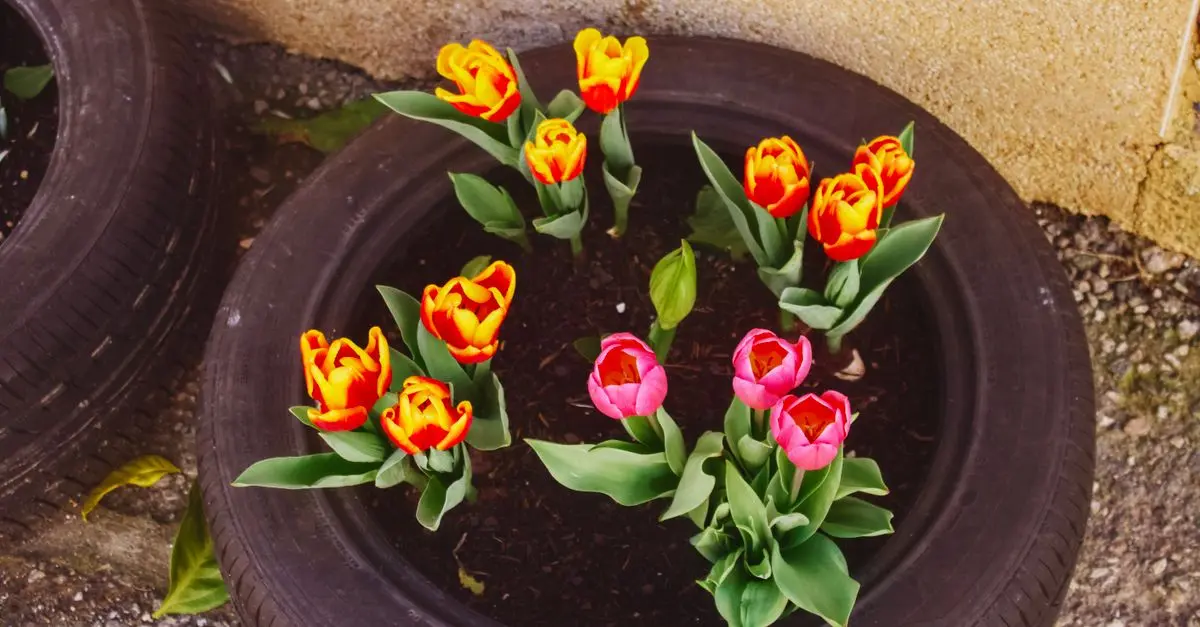 Comment créer un jardin magnifique avec un budget limité