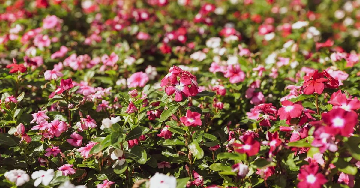 Comment choisir les meilleures plantes pour un jardin ensoleillé