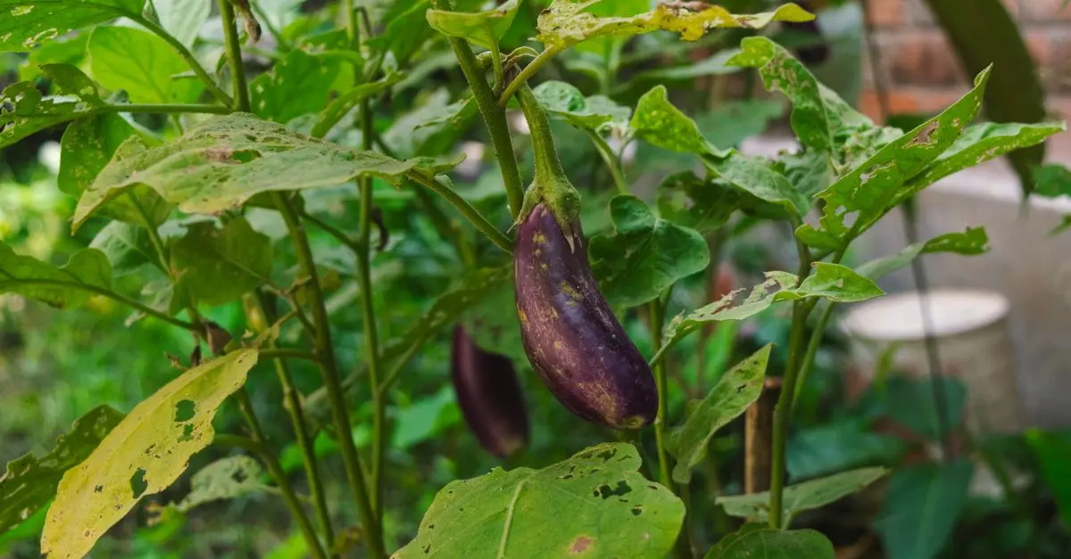 Comment réussir la culture des légumes bio dans votre jardin