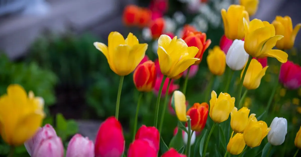 Comment Planter des Bulbes de Fleurs : Guide Complet