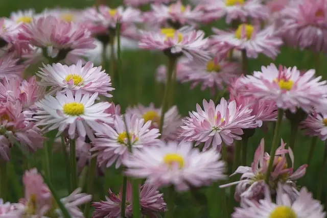 Les Meilleures Plantes Pour Éveiller Votre Jardin au Printemps