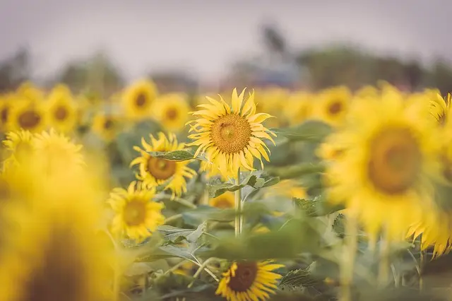 Guide Complet sur les Plantes Médicinales à Cultiver dans Votre Jardin