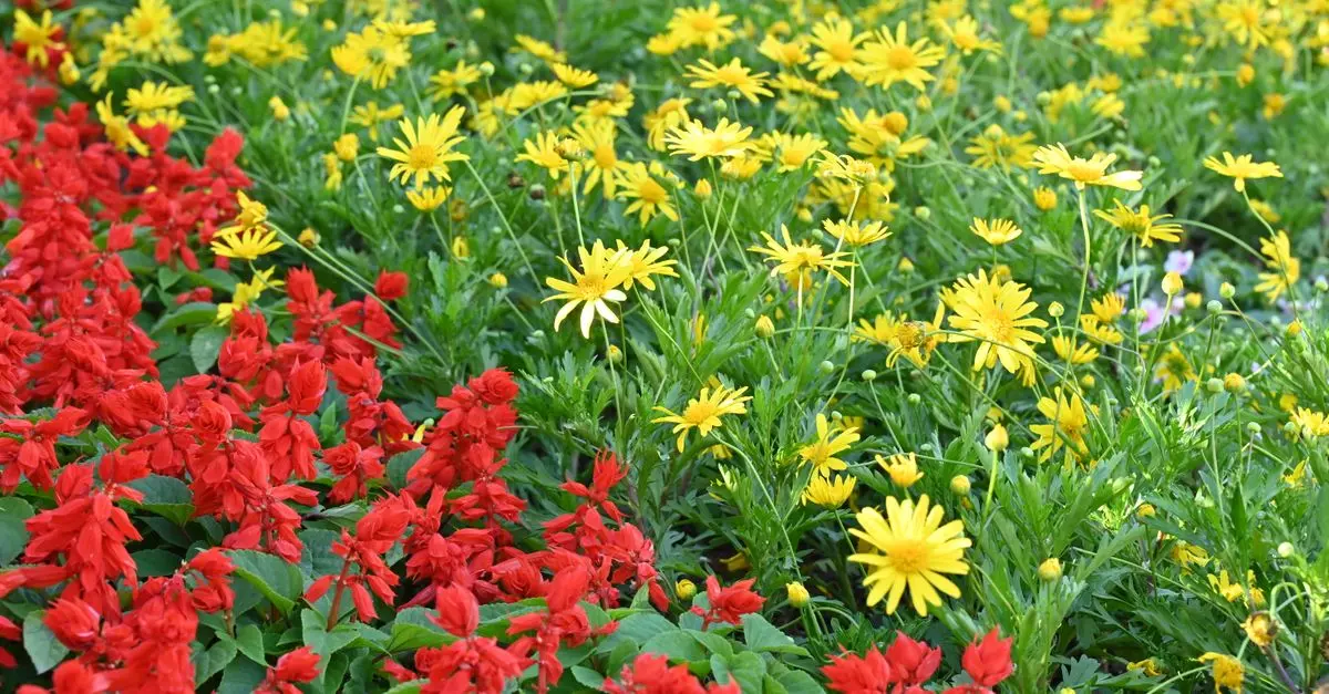 Les Meilleures Plantes pour Embellir Votre Jardin d'Été
