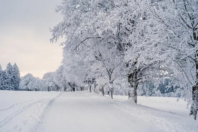 Les meilleures plantes pour un jardin d'hiver éblouissant