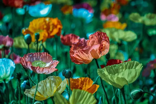 Comment Cultiver des Fleurs Comestibles dans Votre Jardin