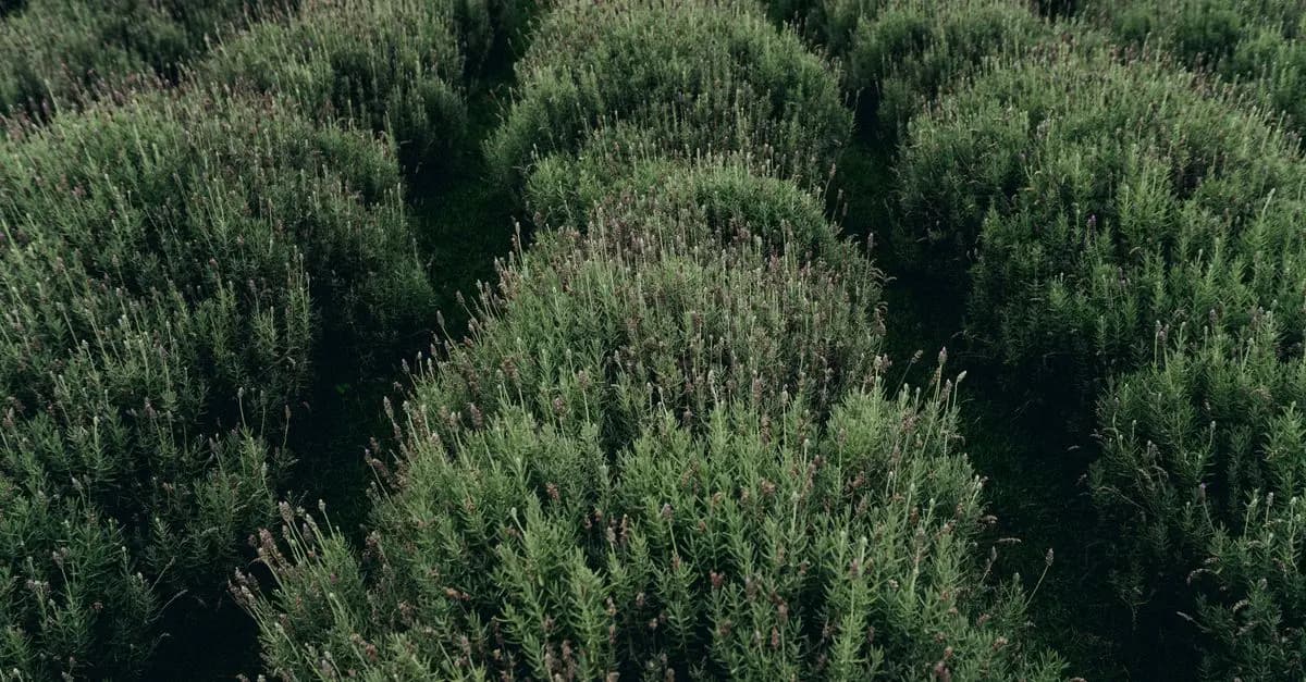 Comment intégrer des plantes médicinales dans votre jardin