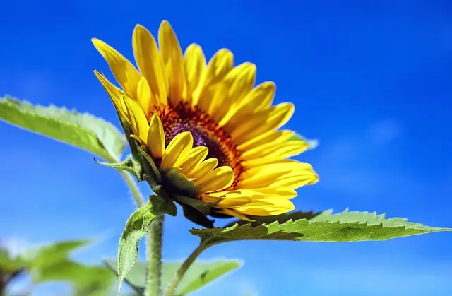 7 Plantes Indispensables pour un Jardin Écologique