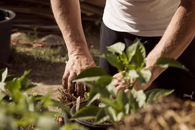 Comment Créer un Jardin Potager en 5 Étapes Simples