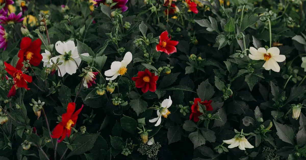 Les plantes vivaces incontournables pour votre jardin