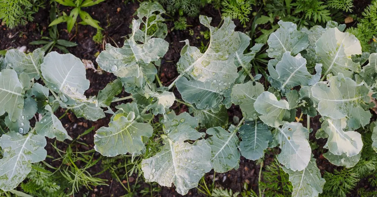 Comment cultiver des légumes en permaculture facilement