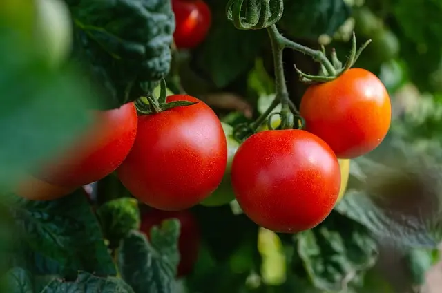 Comment créer un jardin potager en permaculture facilement