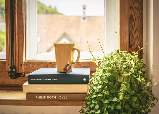 Les Plantes les Plus Faciles à Entretenir pour Débutants