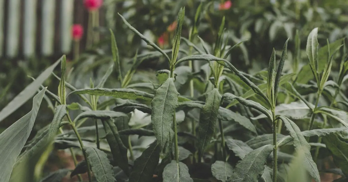 Les Plantes Parfaites Pour Créer un Jardin Écologique