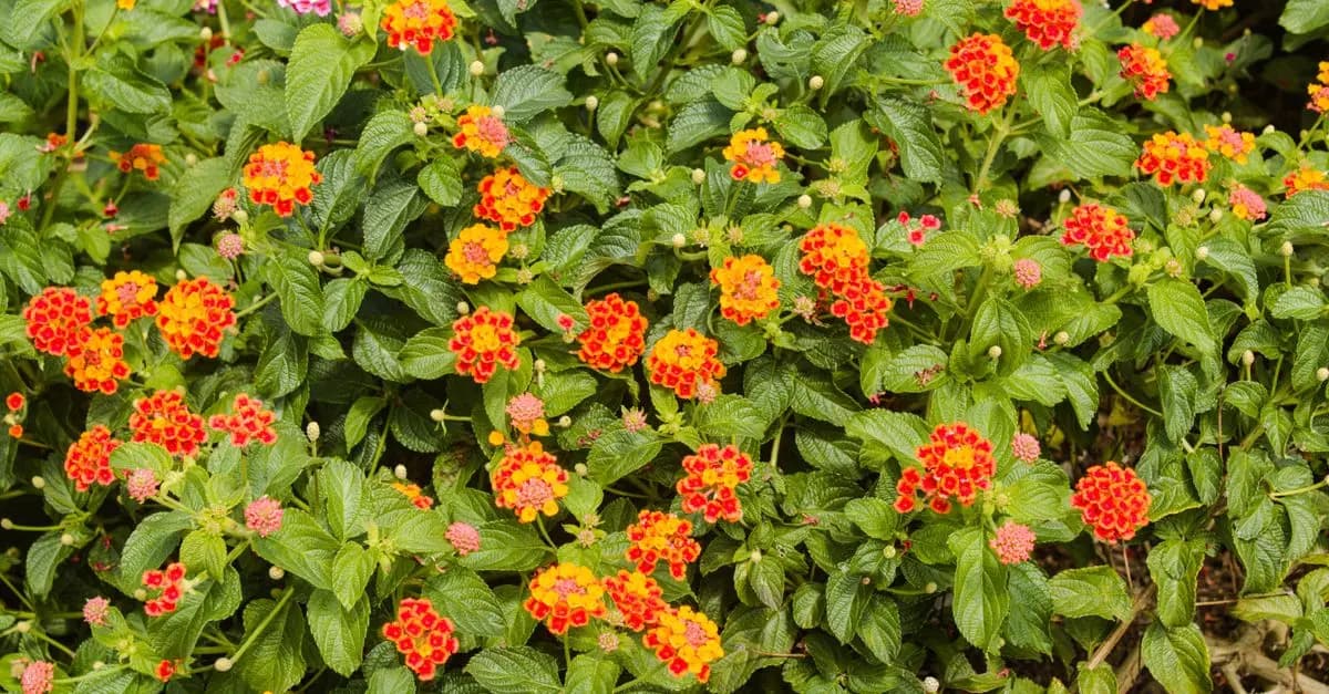 Comment Planter des Fleurs Éblouissantes dans Votre Jardin