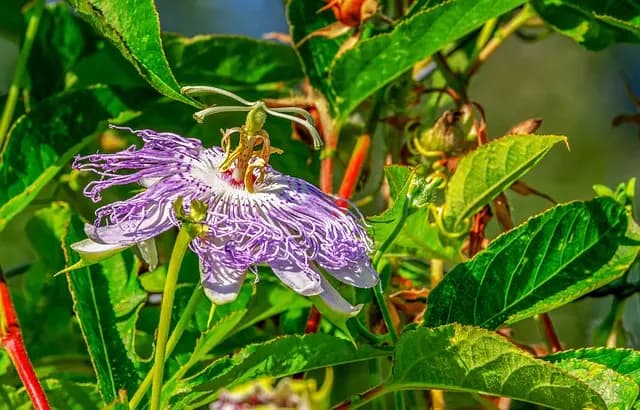 Les Plantes Grimpantes Parfaites pour Votre Jardin