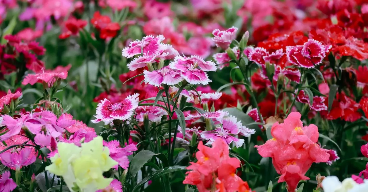 Comment choisir les plantes adaptées à votre jardin : Guide complet