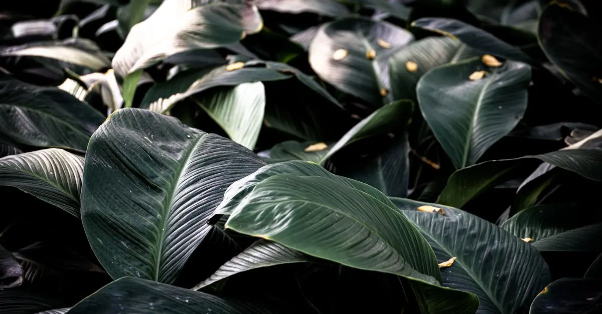 Que planter à l'ombre ? Sélection des meilleures plantes