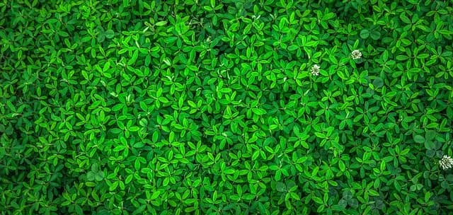10 Astuces Pour Bien Démarrer Votre Jardin Bio