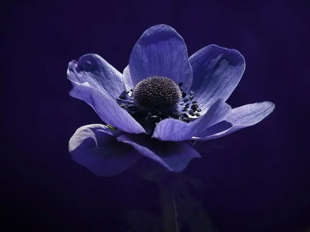 Comment Cultiver un Jardin de Fleurs Comestibles