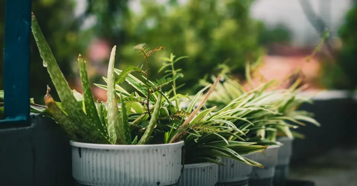 5 Plantes Médicinales à Cultiver pour Le Bien-Être