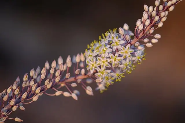 Comment réussir la culture des plantes médicinales chez soi