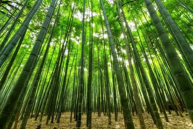 Les Plantes Idéales pour Créer un Jardin Zen Équilibré