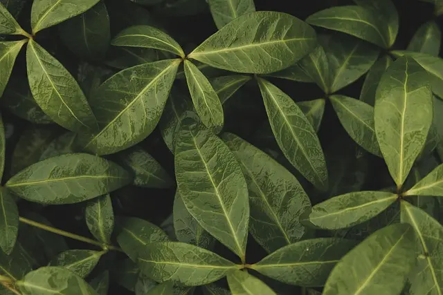 7 Astuces Pour Créer un Jardin Écologique et Durable