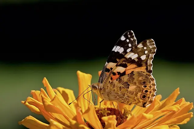 Comment attirer les papillons dans votre jardin