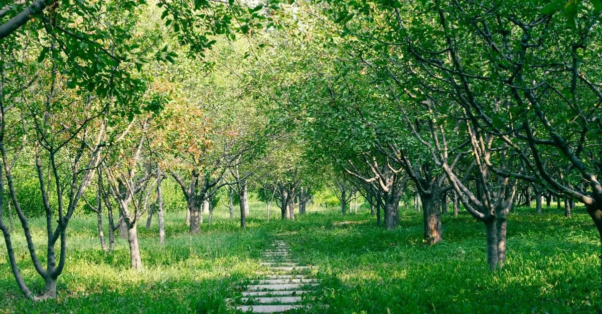 Quel paillage choisir pour votre jardin ?