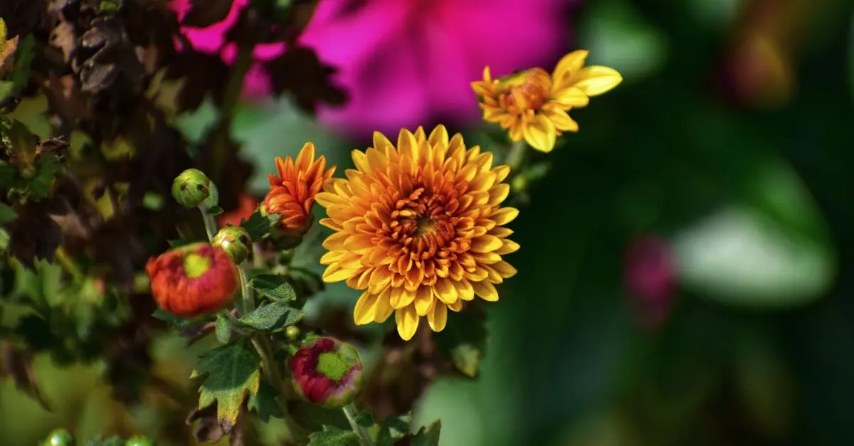 Comment entretenir votre jardin au fil des saisons