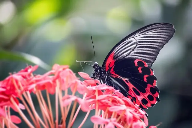 Comment favoriser la biodiversité dans votre jardin