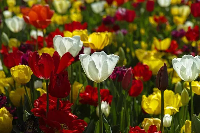 Comment créer un jardin de fleurs comestibles : Guide pratique