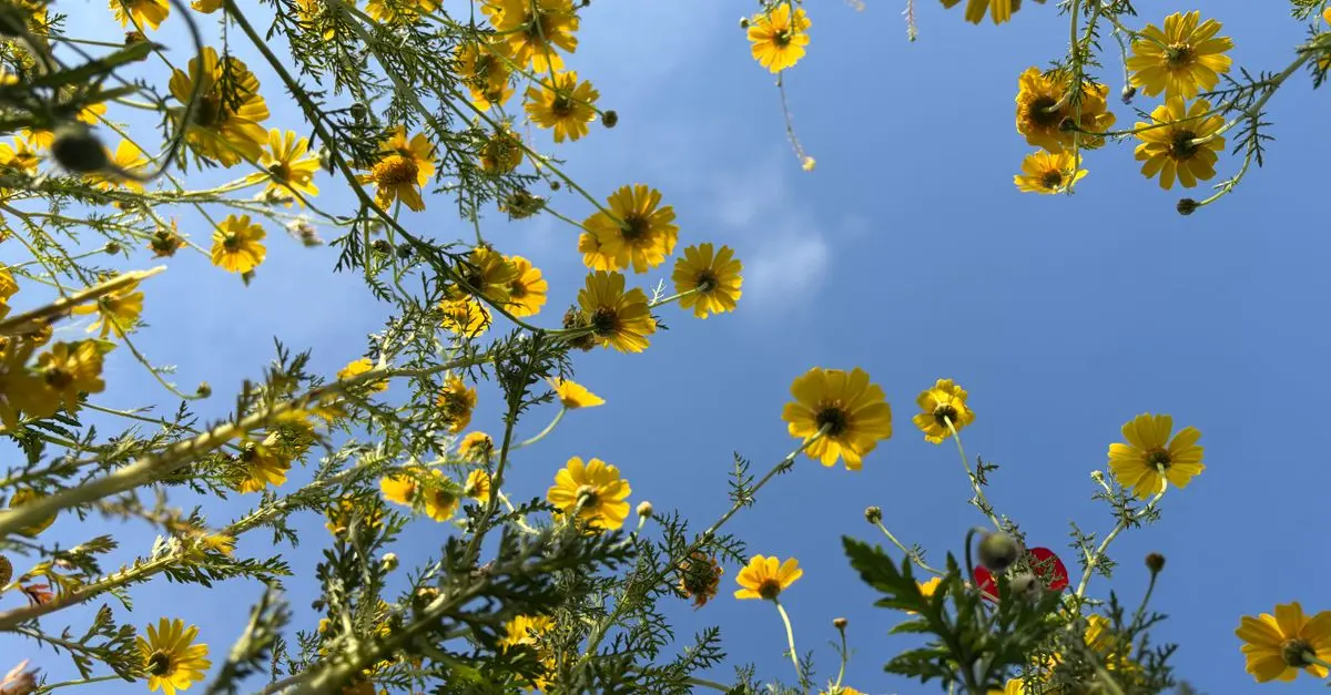 Les erreurs à éviter pour réussir votre jardin potager