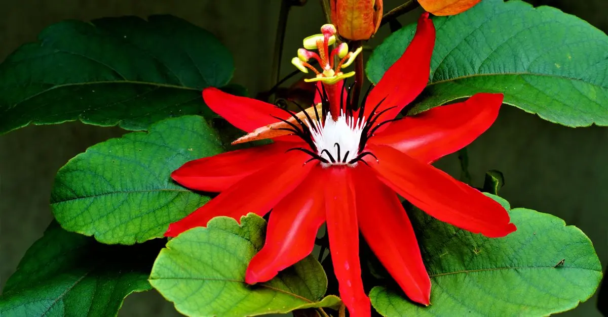 Les meilleures plantes pour un jardin de rocaille