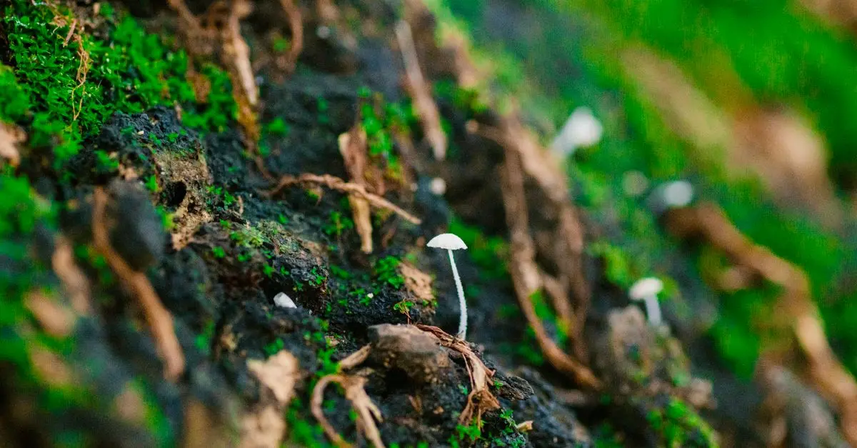 Comment utiliser des champignons pour améliorer le sol