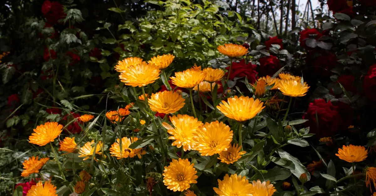 Comment choisir les meilleures plantes pour un jardin ensoleillé
