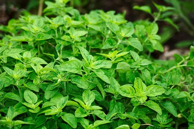 Guide complet pour créer un jardin de plantes médicinales