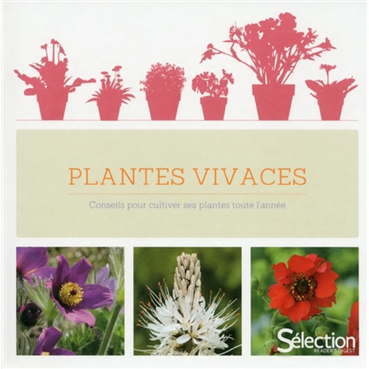 Plantes vivaces : conseils pour cultiver ses plantes toute l'année