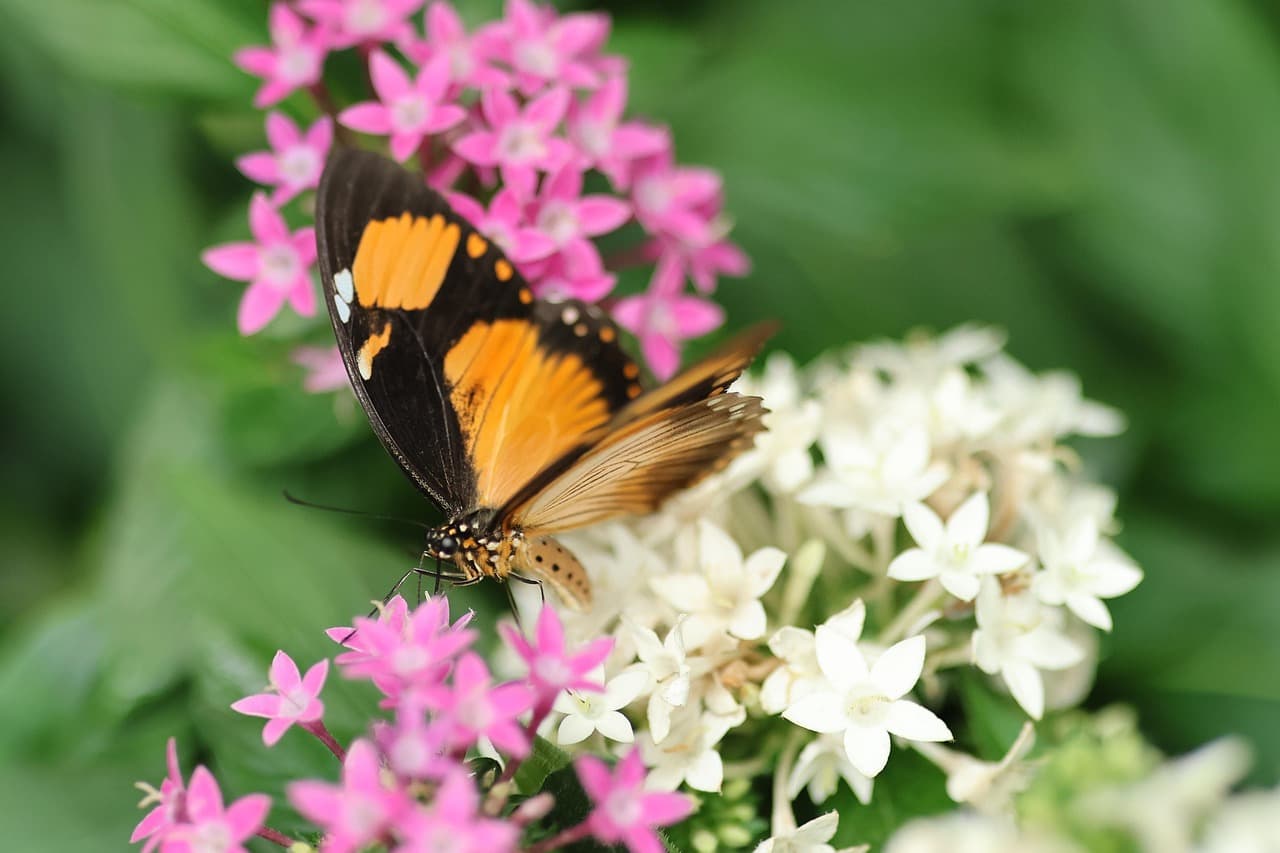 Créer un jardin en harmonie avec la biodiversité