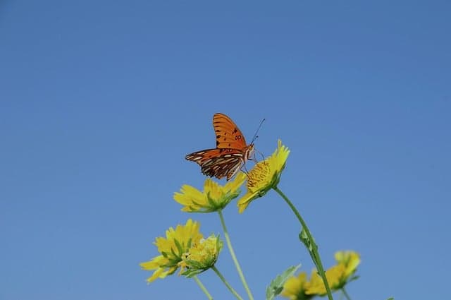 10 Plantes Parfaites pour Attirer les Papillons dans Votre Jardin