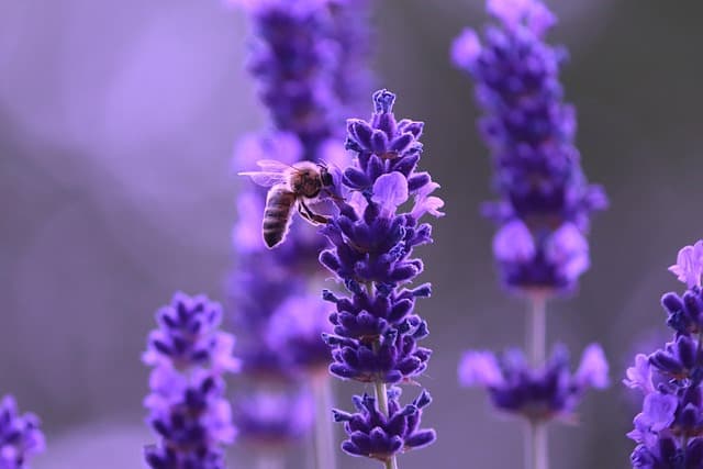 Les Plantes Aromatiques Indispensables Pour Votre Jardin