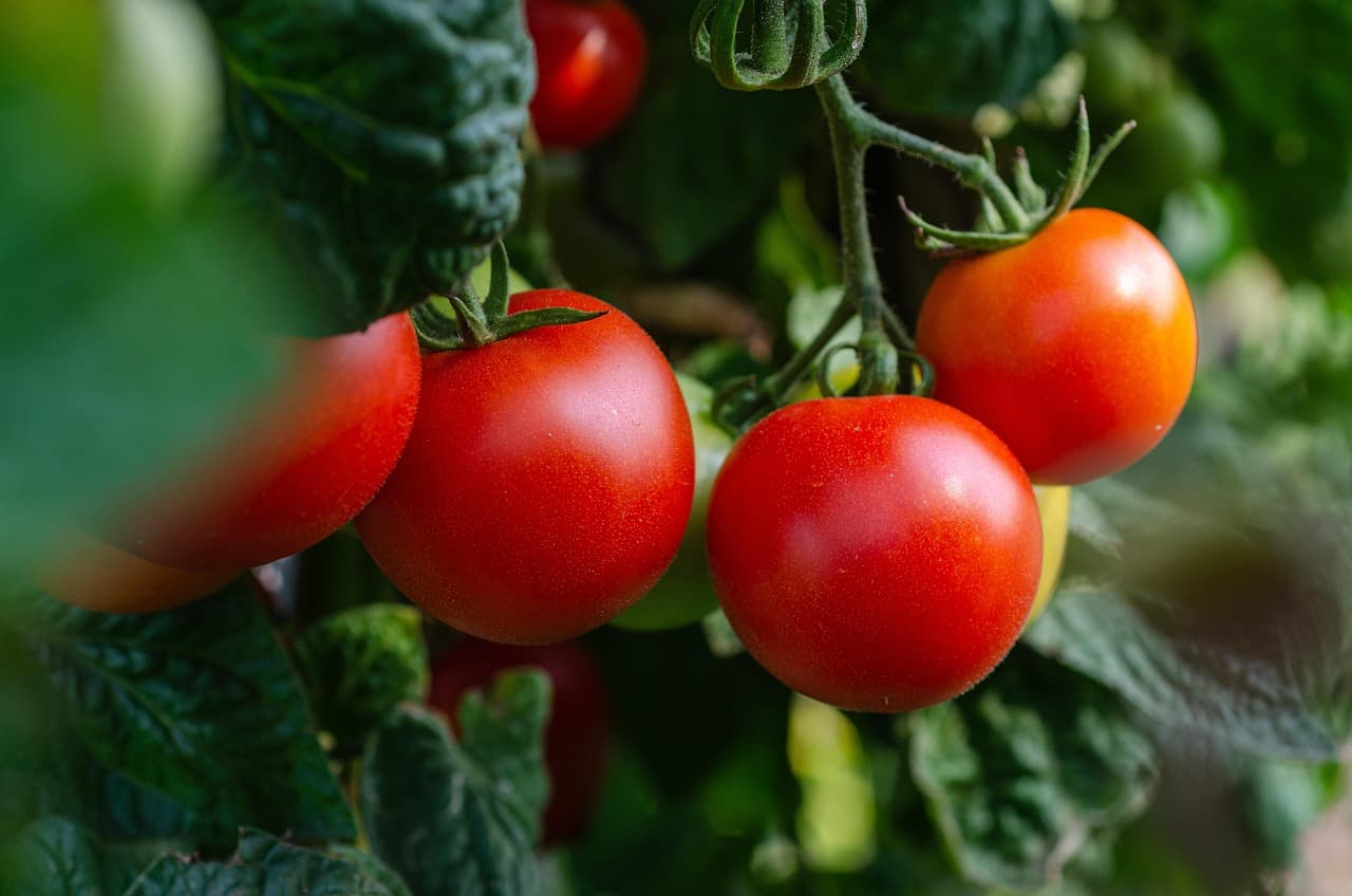 Comment protéger vos plantes des maladies naturelles