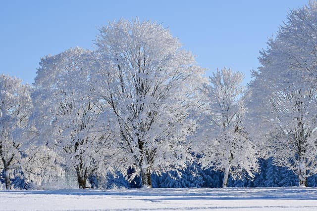 Comment entretenir son jardin en hiver : Guide complet